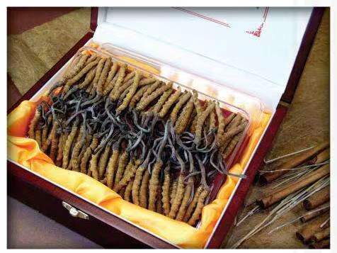 常德冬虫夏草回收